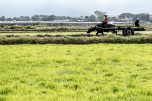Global food markets still brace for uncertainty in 2020/21 because of COVID-19 says FAO