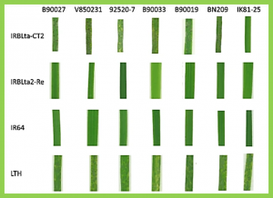 The broad-spectrum rice blast resistance (R) gene Pita2 encodes a novel R protein unique from Pita