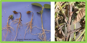 Testing methods and statistical models of genomic prediction for quantitative disease resistance to Phytophthora sojae in soybean [Glycine max (L.) Merr] germplasm collections