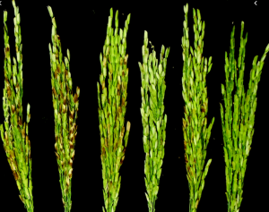 OsCASP1 forms complexes with itself and OsCASP2 in rice.