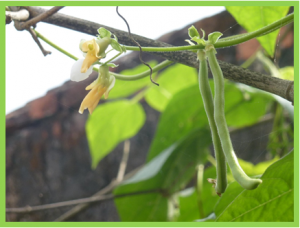 QTL analysis of cooking time and quality traits in dry bean (Phaseolus vulgaris L.)