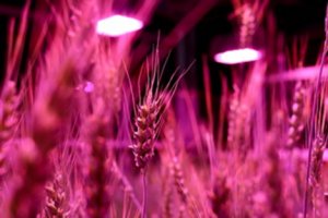 Speed Breeding and Genome Editing to Feed 10 Billion