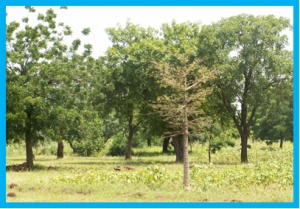 News Feature: The best strategy for using trees to improve climate and ecosystems? Go natural