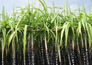 Brazil`s Biotech Sugarcane Area to Double in 2022