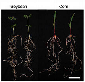 Fusarium virguliforme Transcriptional Plasticity Is Revealed by Host Colonization of Corn vs. Soybean.