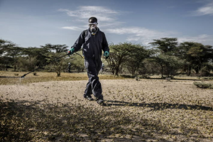 Kenya beats back desert locust upsurge for now, but East Africa remains at risk