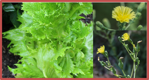 Mapping and identification of genetic loci affecting earliness of bolting and flowering in lettuce