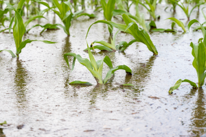 Researchers Reveal Mechanisms in Air Channels Formation in Submerged Plants