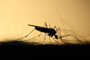 Modelling the Potential Spread of Gene Drive Mosquitoes