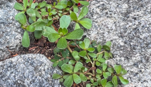 Common Weed Holds Key to Drought Resistant Crops