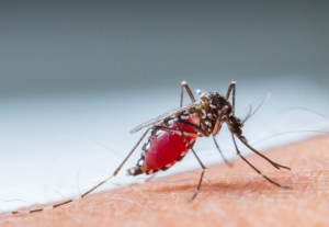 Researchers Discover How Actin Prevents Malaria