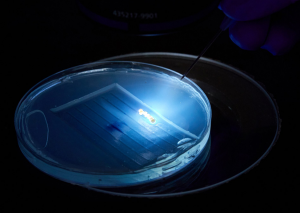 CRISPR-Cas3 Brings New Gene Editing Options for Aquaculture
