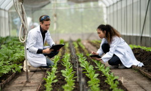 APHIS Releases Review Results of 12 Improved Plants