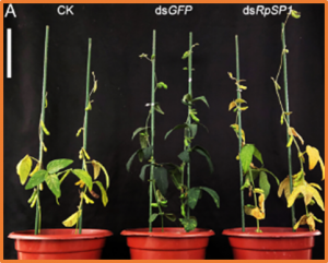 A pentatomomorpha-specific salivary protein activates plant immunity and is critical for insect feeding