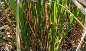 Precise genome editing of Dense and Erect Panicle 1 promotes rice sheath blight resistance and yield production in japonica rice