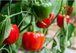 Scientists Release Most Complete Genetic Map of Spanish Peppers