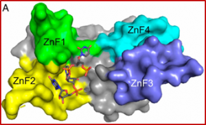 Structure of the zinc-finger antiviral protein in complex with RNA reveals a mechanism for selective targeting of CG-rich viral sequences