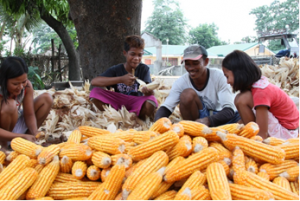 GM Crops Benefit Farmers` Mental Health, Consumers` Overall Health