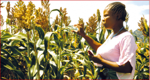 New highly productive sorghum varieties released