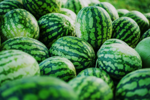 Gene Editing in Watermelon Confers Resistance Against Zucchini Yellow Mosaic Virus