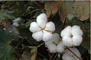 Fine mapping and molecular characterization of the virescent gene vsp in Upland cotton (Gossypium hirsutum)