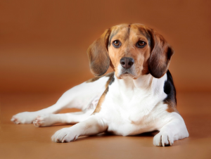 SCNT-CRISPR-Cas9 Combo Successfully Produces Genome-edited Dogs
