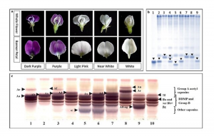 Gene–allele system of shade tolerance in southern China soybean germplasm revealed by genome-wide association study using gene–allele sequence as markers