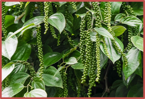Genome-wide identification and characterization of tissue-specific non-coding RNAs in black pepper (Piper nigrum L.)