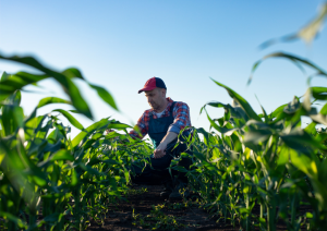 EFSA Releases Assessments of Two GM Maize for Import, Processing, and Food and Feed Uses within EU