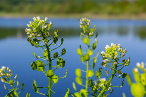 USDA APHIS Releases Regulatory Status Review Responses to CoverCress, GCMBNA, Moolec, and MSU
