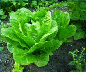 Genome-wide profile analysis of the Hsp20 family in lettuce and identification of its response to drought stress