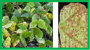 Two tightly linked genes coding for NAD-dependent malic enzyme and dynamin-related protein are associated with resistance to Cercospora leaf spot disease in cowpea (Vigna unguiculata (L.) Walp.)