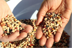 Scientists Decode DNA Secrets Of World`s Toughest Bean