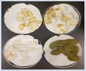 Aspergillus flavus NRRL 35739, a Poor Biocontrol Agent, May Have Increased Relative Expression of Stress Response Genes.
