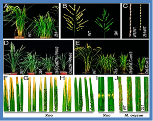 The versatile functions of OsALDH2B1 provide a genic basis for growth&ndash;defense trade-offs in rice