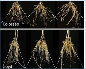 Wheat root systems as a breeding target for climate resilience