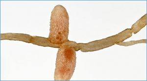 Scientists Discover How Legumes Give Oxygen to Symbiotic Bacteria in their Roots