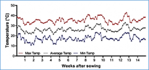 Genomic analysis for heat and combined heat–drought resilience in bread wheat under field conditions