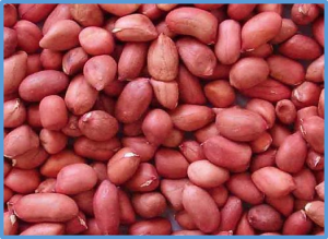 Optimizing Procedures for Antioxidant Phenolics Extraction from Skin and Kernel of Peanuts with Contrasting Levels of Drought Tolerance