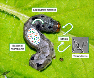 The sophisticated evolution of Trichoderma to control insect pests