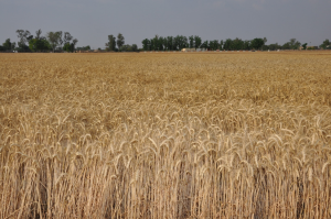 Country moving forward from wheat importer to self-sufficiency
