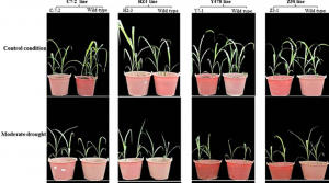 Characterization of ZmPMP3g function in drought tolerance of maize