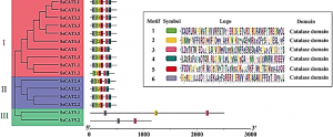 Genome-wide characterization of sugarcane catalase gene family identifies a ScCAT1 gene associated disease resistance