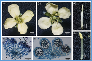 Editing of ORF138 restores fertility of Ogura cytoplasmic male sterile broccoli via mitoTALENs