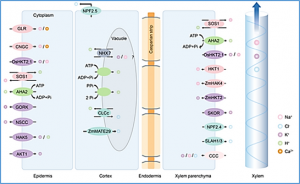 Designing salt stress-resilient crops: Current progress and future challenges