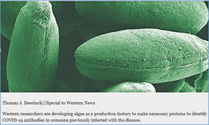 Canadian Researchers Use Algae to Produce COVID-19 Test Kits