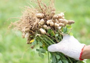 Study Puts End to Intense Scientific Debate on Peanut`s Origin