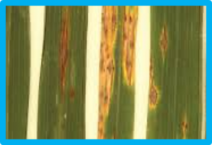 Molecular profiling of blast resistance genes and evaluation of leaf and neck blast disease reaction in rice