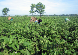 Philippines Approves Borer-Resistant Bt Eggplant for Commercial Cultivation