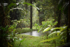 Healthy forests are key to &ldquo;building back better&rdquo;